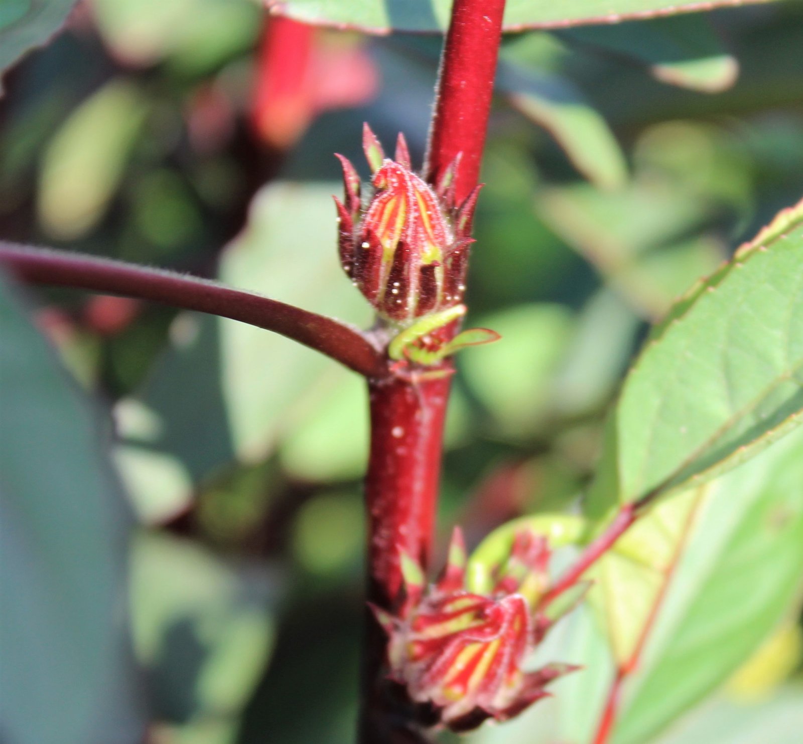 Rosella flower buds